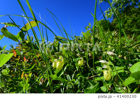 キバナノアツモリソウ キバナノアツモリソウ 41400230