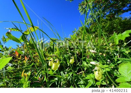 キバナノアツモリソウ 41400231