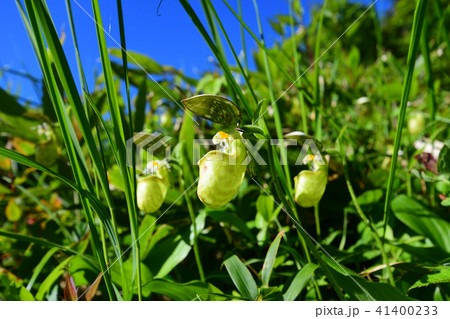 キバナノアツモリソウ キバナノアツモリソウ 41400233