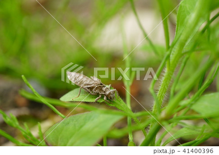 ヤゴの抜け殻 ヤゴの抜け殻 41400396
