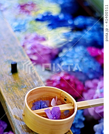 御裳神社の紫陽花 41400511