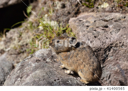 然別湖の「ナキウサギ」 41400565
