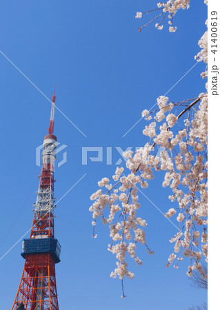 【桜名所】増上寺から見る桜風景(東京タワー)コピースペース 【桜名所】増上寺から見る桜風景(東京タワー)コピースペース 41400619