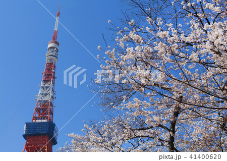 【桜名所】増上寺から見る桜風景(東京タワー) 【桜名所】増上寺から見る桜風景(東京タワー) 41400620