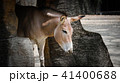 動物 動物学 馬 41400688