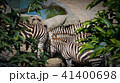 シマウマ ゼブラ しまうま 41400698