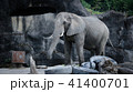 象 ゾウ ぞう 41400701