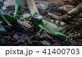 とかげ 蜥蜴 トカゲ 41400703