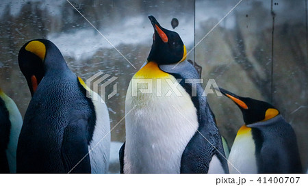 ペンギン ぺんぎん ペンギン 41400707