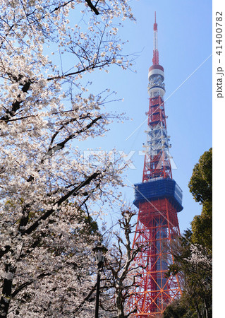【桜名所】増上寺付近の桜風景（東京タワー） 41400782