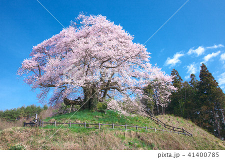 一本桜 - 発知のヒガンザクラ 41400785