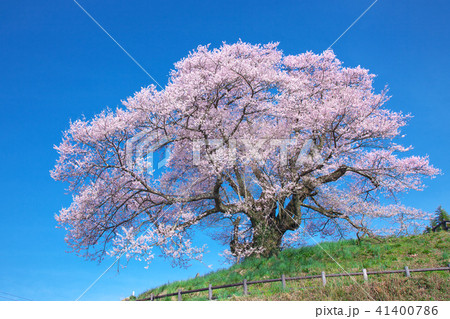 一本桜 - 発知のヒガンザクラ 41400786