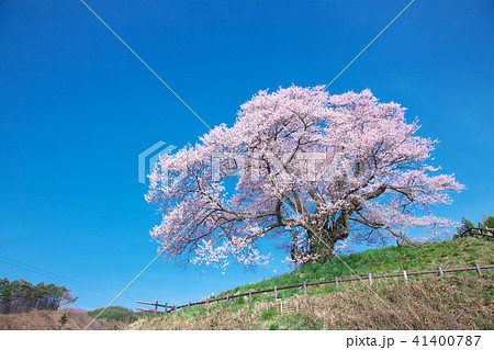 一本桜 - 発知のヒガンザクラ 一本桜 - 発知のヒガンザクラ 41400787
