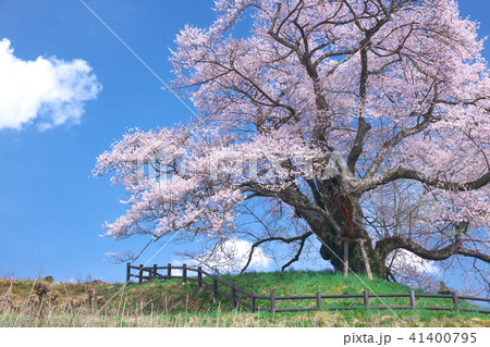 一本桜 - 発知のヒガンザクラ 一本桜 - 発知のヒガンザクラ 41400795