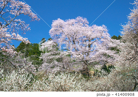 一本桜 - 龍泉寺翔龍桜 41400908