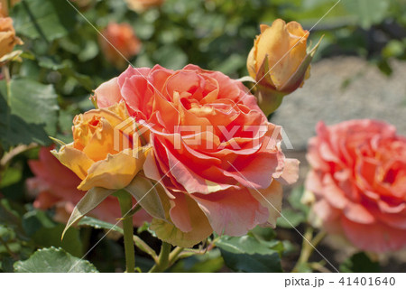 薔薇 ブラスバンド の写真素材 薔薇 ブラスバンド の写真素材