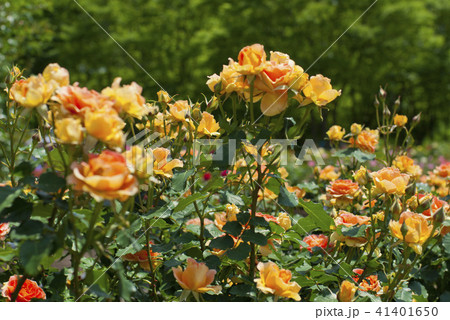 薔薇（ブラスバンド） 41401650