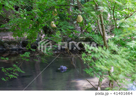 モリアオガエルの卵 41401664