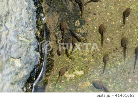 モリアオガエルのおたまじゃくしの写真素材