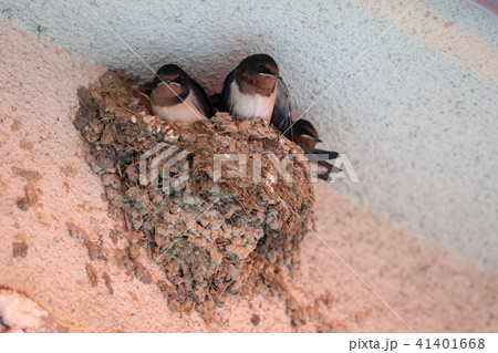 ツバメの子 ツバメの子 41401668