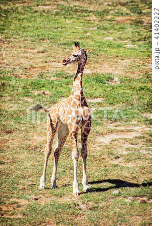 Cub of Rothschild's giraffe, yellow filter 41402227