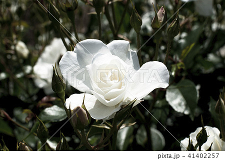 薔薇（アイスバーグ） 41402257