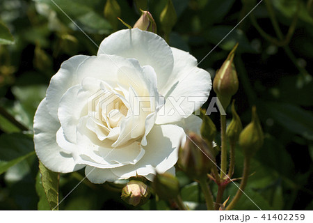 薔薇(アイスバーグ) 薔薇(アイスバーグ) 41402259