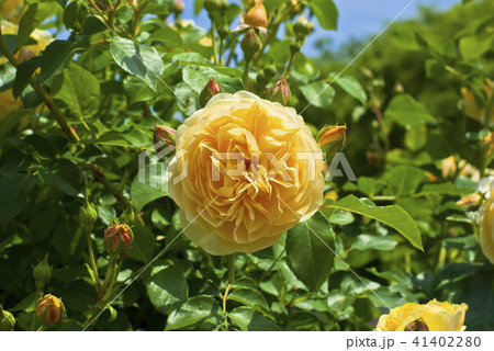 薔薇（グラハム・トーマス） 41402280