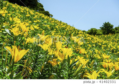 百合の花 41402331