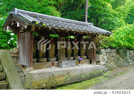 矢田寺 あじさい 矢田寺 あじさい 41403025