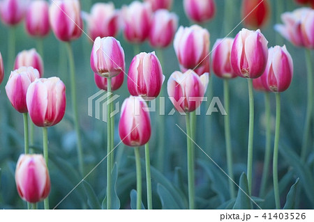 滝野すずらん公園のチュリップ 滝野すずらん公園のチュリップ 41403526