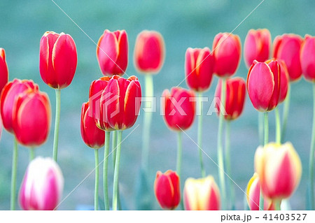 滝野すずらん公園のチュリップ 滝野すずらん公園のチュリップ 41403527