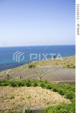 白浜千枚田 41403552