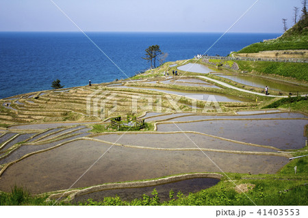 白浜千枚田 白浜千枚田 41403553