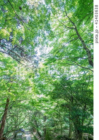 鰐淵寺の森 41403638