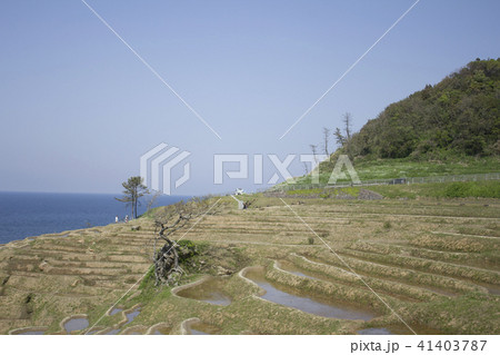 白浜千枚田 41403787