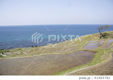 白浜千枚田 41403792