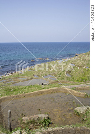 白浜千枚田 白浜千枚田 41403823