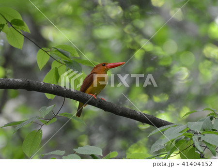 メスの休息 41404152