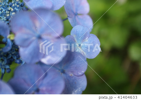 青い花びらの紫陽花 41404633