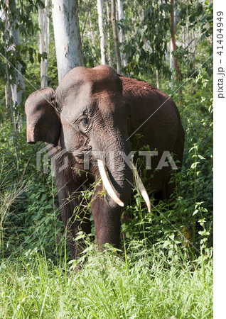 Tusker at Forest Sri Lanka 41404949