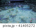 モネの池　名もなき池 41405272
