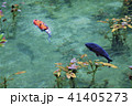 モネの池　名もなき池 41405273