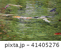 モネの池　名もなき池 41405276