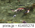 モネの池　名もなき池 41405278