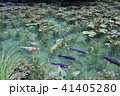 モネの池　名もなき池 41405280