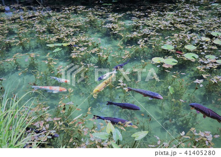 モネの池 名もなき池 モネの池 名もなき池 41405280