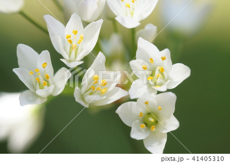 アリウム・コワニー 41405310