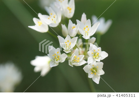 アリウム・コワニー アリウム・コワニー 41405311