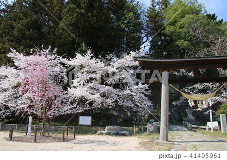 田村神社の桜（福島県・郡山市） 41405961